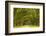 USA, Georgia, Savannah. Mile long oak drive-Joanne Wells-Framed Photographic Print