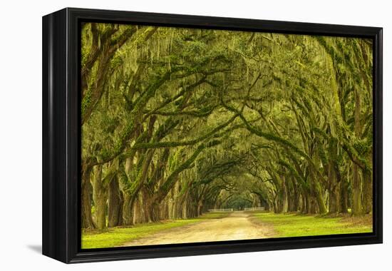 USA, Georgia, Savannah. Mile long oak drive-Joanne Wells-Framed Premier Image Canvas