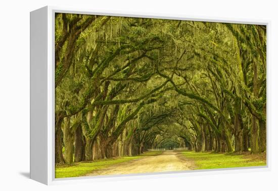 USA, Georgia, Savannah. Mile long oak drive-Joanne Wells-Framed Premier Image Canvas