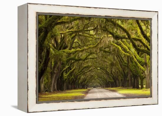 USA, Georgia, Savannah, Oak Lined Drive at Wormsloe Plantation-Joanne Wells-Framed Premier Image Canvas