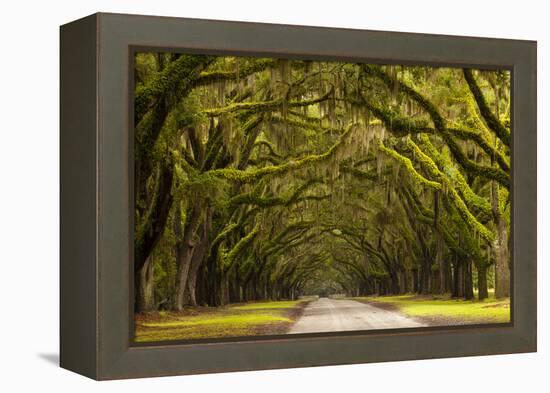 USA, Georgia, Savannah, Oak Lined Drive at Wormsloe Plantation-Joanne Wells-Framed Premier Image Canvas