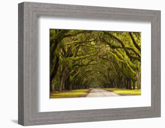 USA, Georgia, Savannah, Oak Lined Drive at Wormsloe Plantation-Joanne Wells-Framed Photographic Print