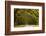 USA, Georgia, Savannah, Oak Lined Drive at Wormsloe Plantation-Joanne Wells-Framed Photographic Print