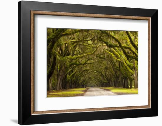 USA, Georgia, Savannah, Oak Lined Drive at Wormsloe Plantation-Joanne Wells-Framed Photographic Print