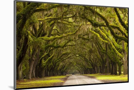 USA, Georgia, Savannah, Oak Lined Drive at Wormsloe Plantation-Joanne Wells-Mounted Photographic Print