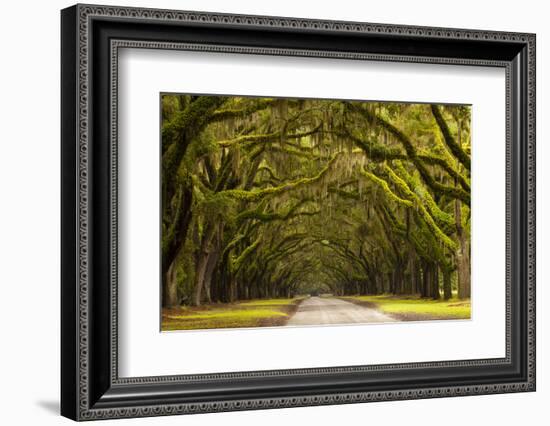 USA, Georgia, Savannah, Oak Lined Drive at Wormsloe Plantation-Joanne Wells-Framed Photographic Print