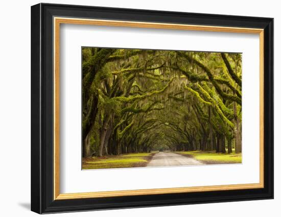 USA, Georgia, Savannah, Oak Lined Drive at Wormsloe Plantation-Joanne Wells-Framed Photographic Print