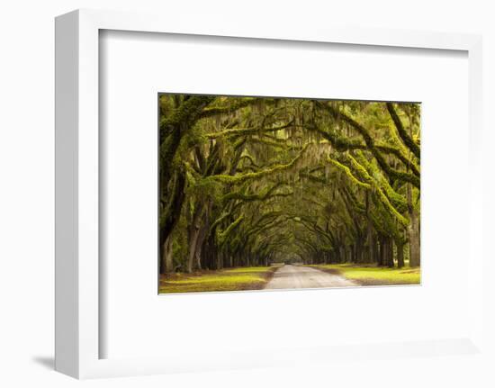 USA, Georgia, Savannah, Oak Lined Drive at Wormsloe Plantation-Joanne Wells-Framed Photographic Print