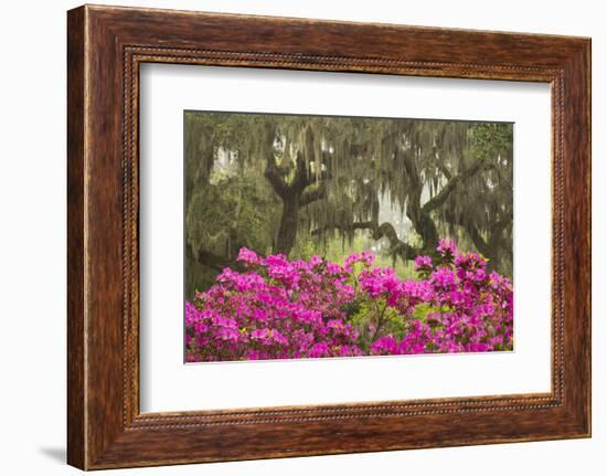 USA, Georgia, Savannah. Oak trees and azaleas at Bonaventure Cemetery in the spring-Joanne Wells-Framed Photographic Print