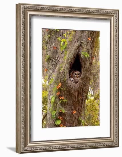 USA, Georgia, Savannah. Owl and baby at nest in oak tree with trumpet vine blooming.-Joanne Wells-Framed Photographic Print