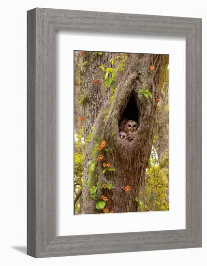 USA, Georgia, Savannah. Owl and baby at nest in oak tree with trumpet vine blooming.-Joanne Wells-Framed Photographic Print