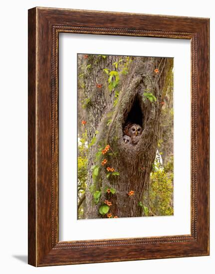 USA, Georgia, Savannah. Owl and baby at nest in oak tree with trumpet vine blooming.-Joanne Wells-Framed Photographic Print