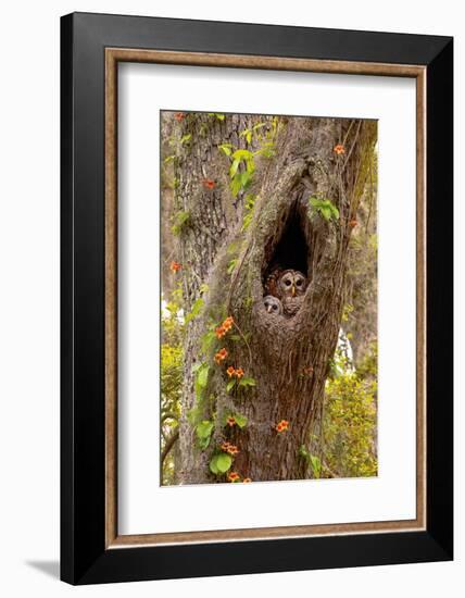 USA, Georgia, Savannah. Owl and baby at nest in oak tree with trumpet vine blooming.-Joanne Wells-Framed Photographic Print