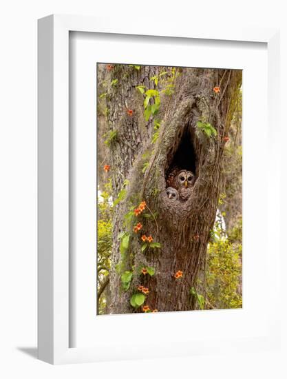 USA, Georgia, Savannah. Owl and baby at nest in oak tree with trumpet vine blooming.-Joanne Wells-Framed Photographic Print