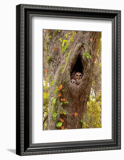 USA, Georgia, Savannah. Owl and baby at nest in oak tree with trumpet vine blooming.-Joanne Wells-Framed Photographic Print