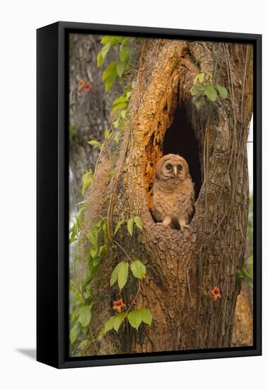 USA, Georgia, Savannah. Owl chick at nest in oak tree with trumpet vine blooming.-Joanne Wells-Framed Premier Image Canvas