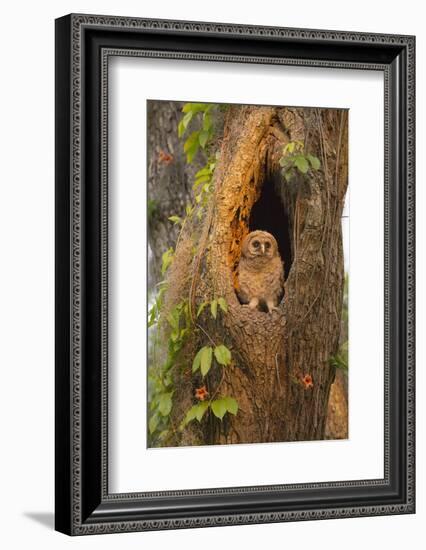 USA, Georgia, Savannah. Owl chick at nest in oak tree with trumpet vine blooming.-Joanne Wells-Framed Photographic Print