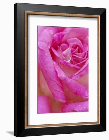 USA, Georgia, Savannah. Pink rose with water drops.-Joanne Wells-Framed Photographic Print