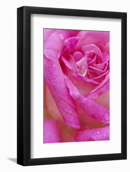 USA, Georgia, Savannah. Pink rose with water drops.-Joanne Wells-Framed Photographic Print