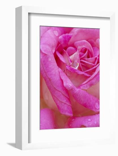 USA, Georgia, Savannah. Pink rose with water drops.-Joanne Wells-Framed Photographic Print