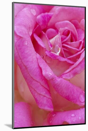 USA, Georgia, Savannah. Pink rose with water drops.-Joanne Wells-Mounted Photographic Print