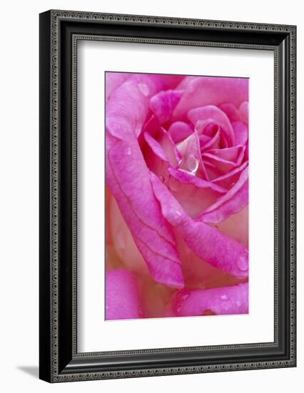 USA, Georgia, Savannah. Pink rose with water drops.-Joanne Wells-Framed Photographic Print