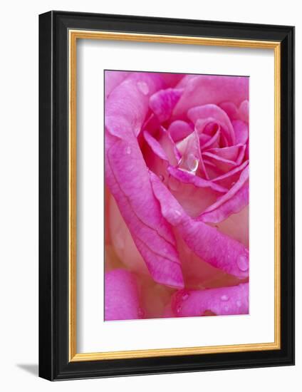 USA, Georgia, Savannah. Pink rose with water drops.-Joanne Wells-Framed Photographic Print