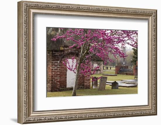 USA, Georgia, Savannah, Red Bud Tree in Colonial Park Cemetery-Joanne Wells-Framed Photographic Print