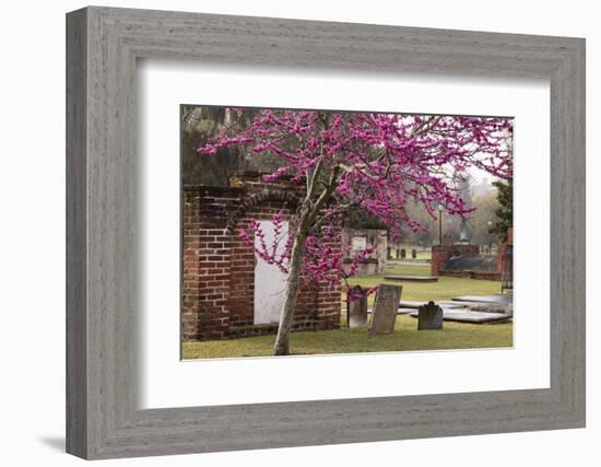 USA, Georgia, Savannah, Red Bud Tree in Colonial Park Cemetery-Joanne Wells-Framed Photographic Print