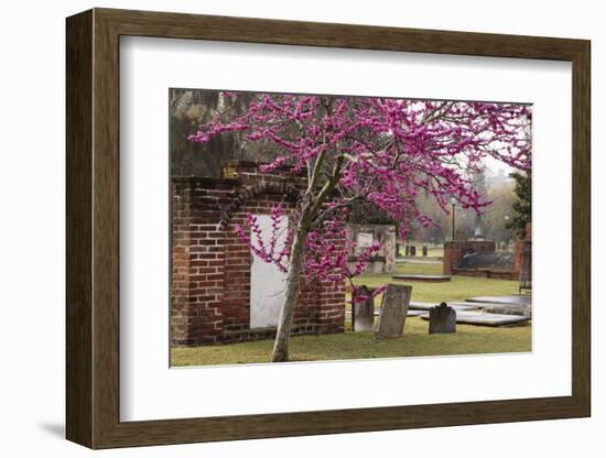 USA, Georgia, Savannah, Red Bud Tree in Colonial Park Cemetery-Joanne Wells-Framed Photographic Print