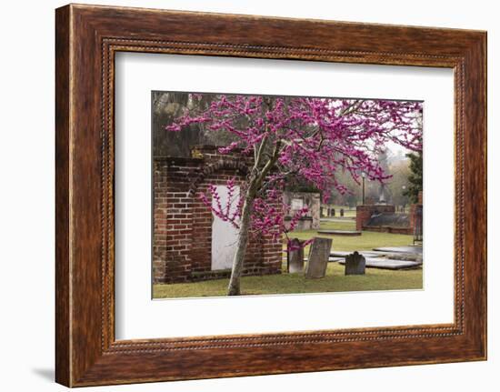 USA, Georgia, Savannah, Red Bud Tree in Colonial Park Cemetery-Joanne Wells-Framed Photographic Print