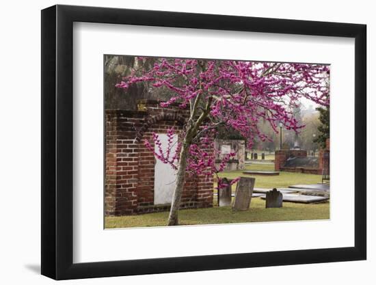 USA, Georgia, Savannah, Red Bud Tree in Colonial Park Cemetery-Joanne Wells-Framed Photographic Print