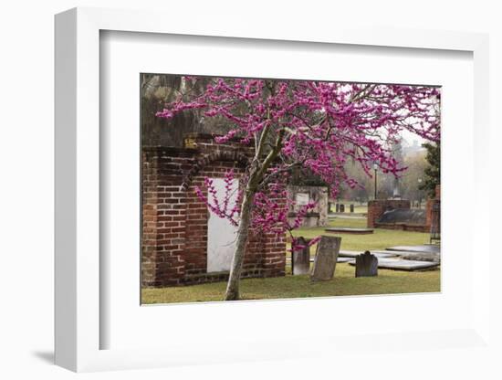 USA, Georgia, Savannah, Red Bud Tree in Colonial Park Cemetery-Joanne Wells-Framed Photographic Print