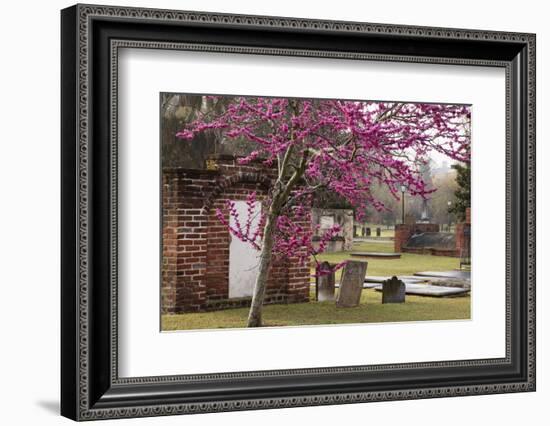 USA, Georgia, Savannah, Red Bud Tree in Colonial Park Cemetery-Joanne Wells-Framed Photographic Print