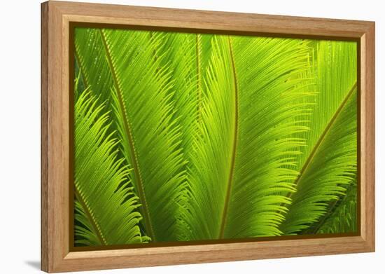 USA, Georgia, Savannah. Spring fronds on a sago palm.-Joanne Wells-Framed Premier Image Canvas