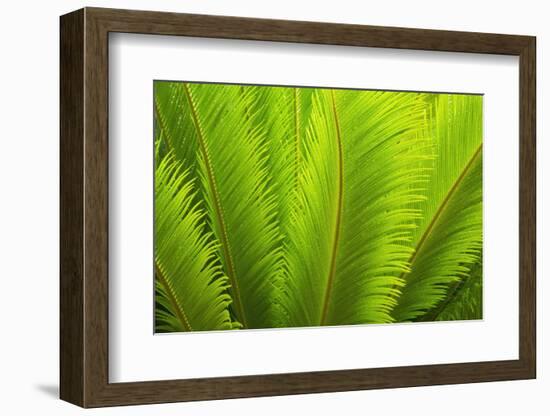 USA, Georgia, Savannah. Spring fronds on a sago palm.-Joanne Wells-Framed Photographic Print