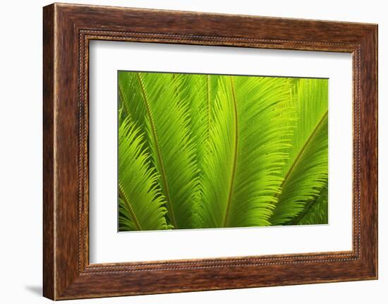 USA, Georgia, Savannah. Spring fronds on a sago palm.-Joanne Wells-Framed Photographic Print