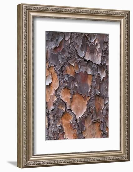 USA, Georgia, Savannah. Tree bark on a pine tree.-Joanne Wells-Framed Photographic Print