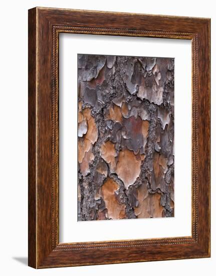 USA, Georgia, Savannah. Tree bark on a pine tree.-Joanne Wells-Framed Photographic Print