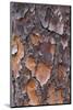 USA, Georgia, Savannah. Tree bark on a pine tree.-Joanne Wells-Mounted Photographic Print