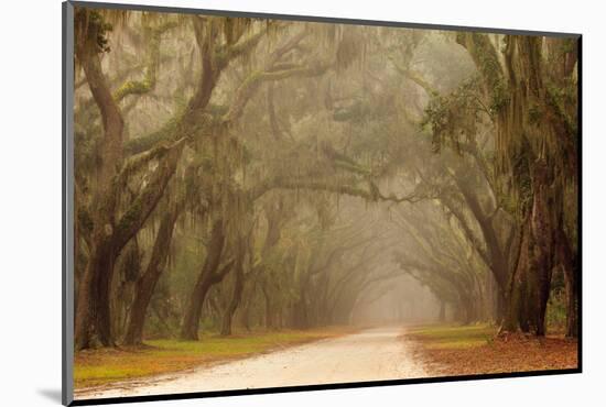 USA, Georgia, Savannah. Wormsloe Plantation Drive in the early morning fog.-Joanne Wells-Mounted Photographic Print