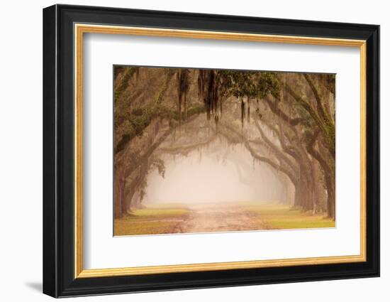 USA, Georgia, Savannah. Wormsloe Plantation Drive in the early morning fog.-Joanne Wells-Framed Photographic Print