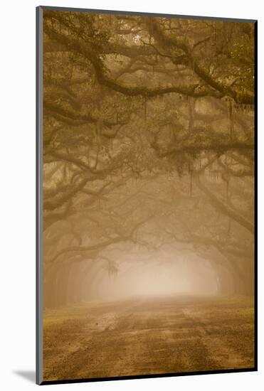 USA, Georgia, Savannah. Wormsloe Plantation Drive in the early morning fog.-Joanne Wells-Mounted Photographic Print