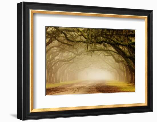 USA, Georgia, Savannah. Wormsloe Plantation Drive in the early morning fog.-Joanne Wells-Framed Photographic Print