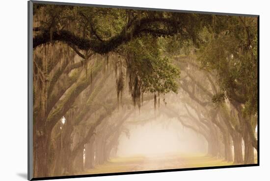 USA, Georgia, Savannah. Wormsloe Plantation Drive in the early morning fog.-Joanne Wells-Mounted Photographic Print