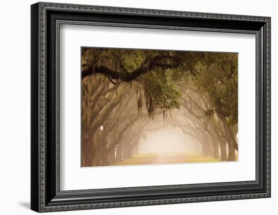 USA, Georgia, Savannah. Wormsloe Plantation Drive in the early morning fog.-Joanne Wells-Framed Photographic Print