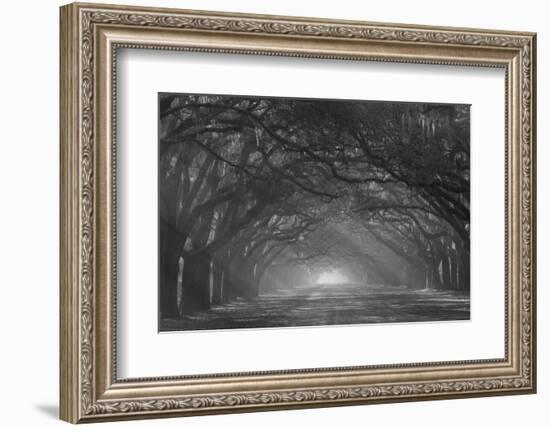 USA, Georgia, Savannah. Wormsloe Plantation Drive in the early morning with rays of the sun.-Joanne Wells-Framed Photographic Print