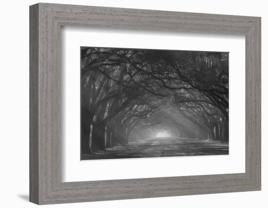 USA, Georgia, Savannah. Wormsloe Plantation Drive in the early morning with rays of the sun.-Joanne Wells-Framed Photographic Print