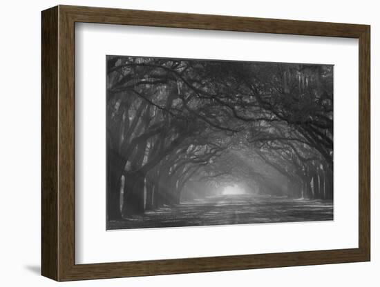 USA, Georgia, Savannah. Wormsloe Plantation Drive in the early morning with rays of the sun.-Joanne Wells-Framed Photographic Print