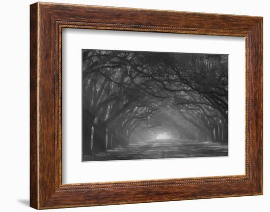 USA, Georgia, Savannah. Wormsloe Plantation Drive in the early morning with rays of the sun.-Joanne Wells-Framed Photographic Print